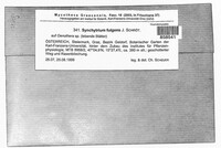 Synchytrium fulgens image